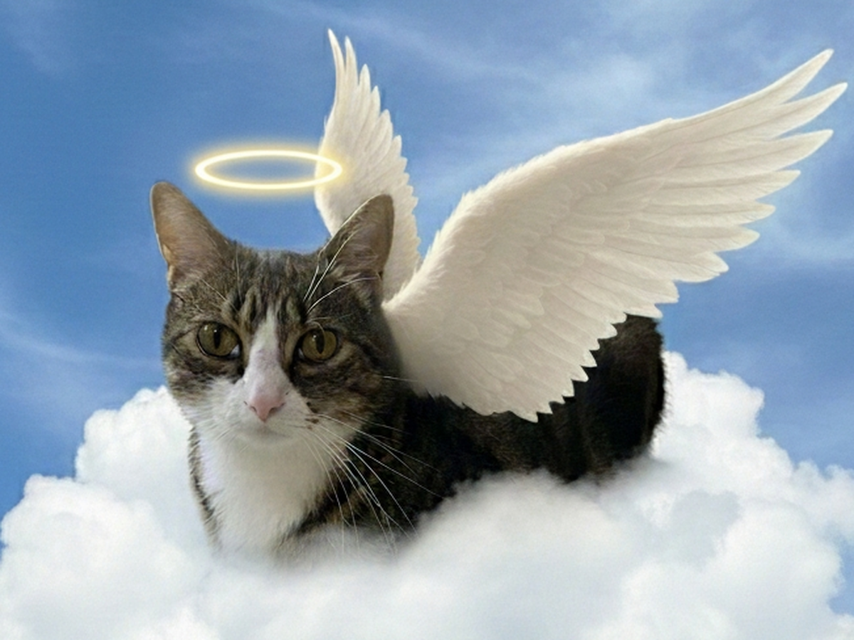 Fundraiser’s main image