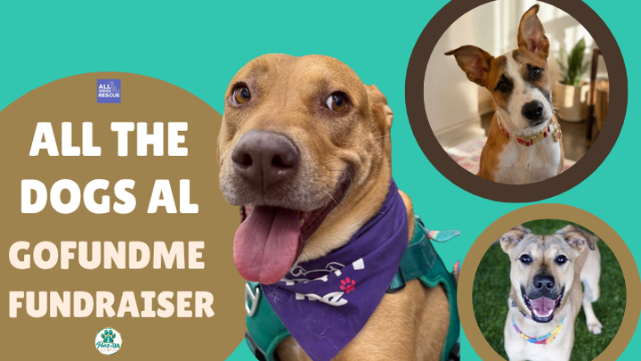 Support Tuscaloosa Metro Dogs Who Were Saved By Rescue campaign photo, 1 of 3