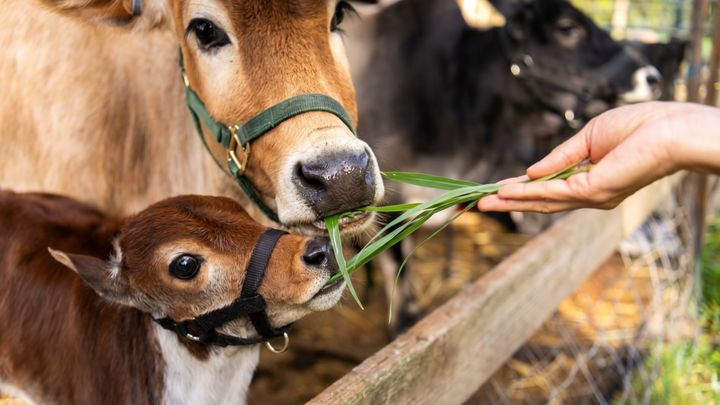 ISKCON Goloka Farm: Help Protect Our Cows campaign photo, 1 of 8