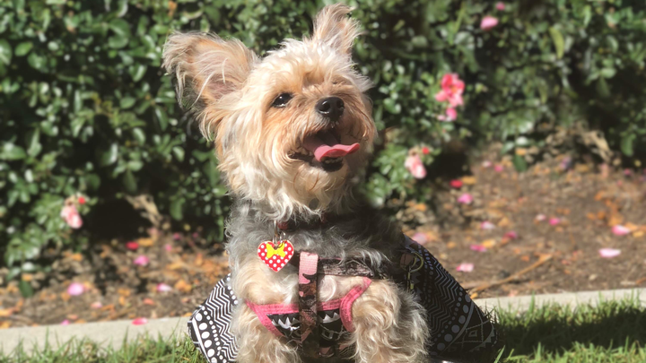 Help Leyla Get Emergency Care campaign photo, 1 of 6