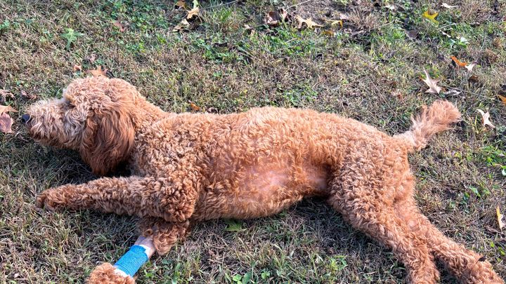 Help me save my 6 month old puppy campaign photo, 1 of 6