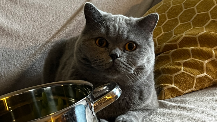 Oat’s vet bills campaign photo, 1 of 8