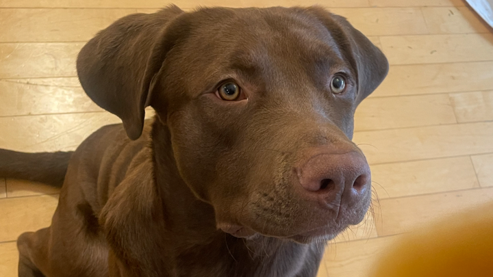HELP Our 3-Year-Old Dog Beanie Get Chemotherapy for Cancer campaign photo, 1 of 8