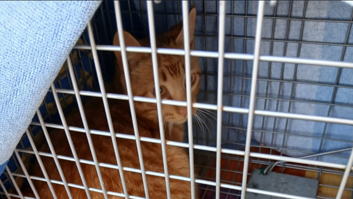 Help the strays on Hacienda Del Alamo campaign photo, 1 of 3