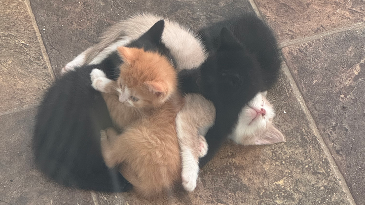 Urgent Aid for Struggling Cat Colony campaign photo, 1 of 3