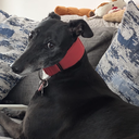 Profile photo of chloe swinbourne