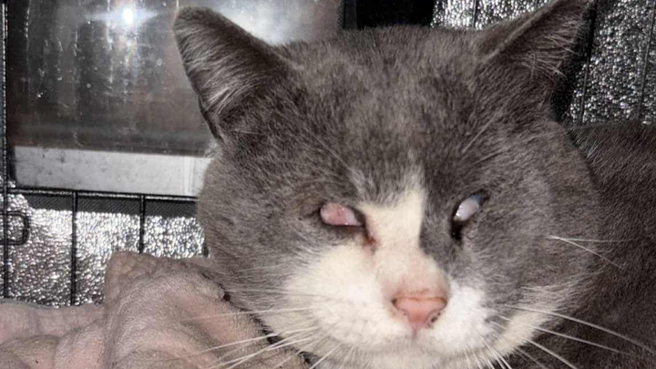 collecte pour financer les soins de ce chat semi-aveugle campaign photo, 1 of 3