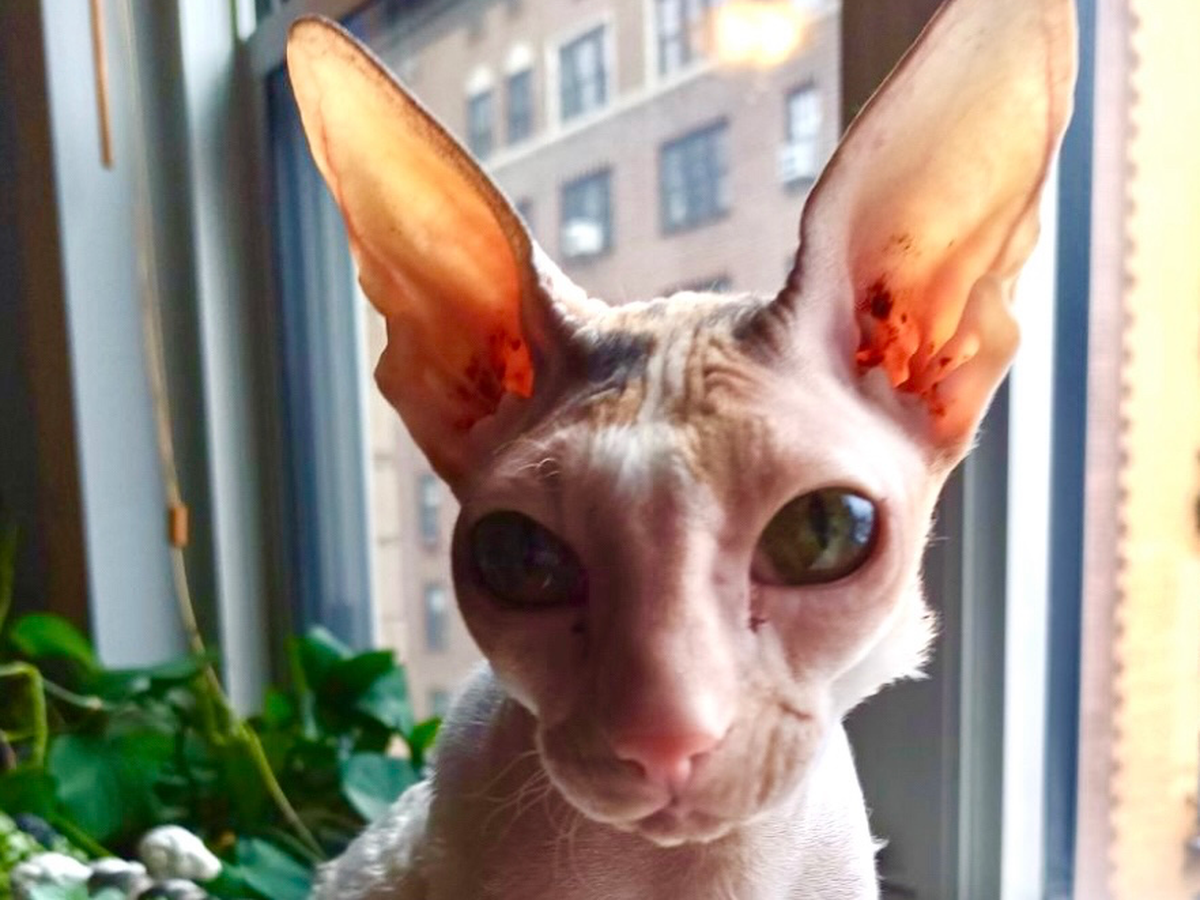 Crisis is here--Help Liza Save Lilli: Urgent Care campaign photo, 1 of 6