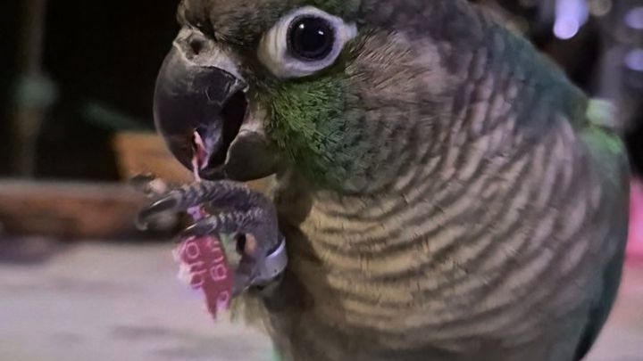 Kermit the Green Cheek Conure Urgently Needs Your Help campaign photo, 1 of 8