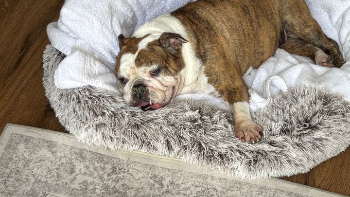 URGENT: Fiona Needs Emergency Medical Care 