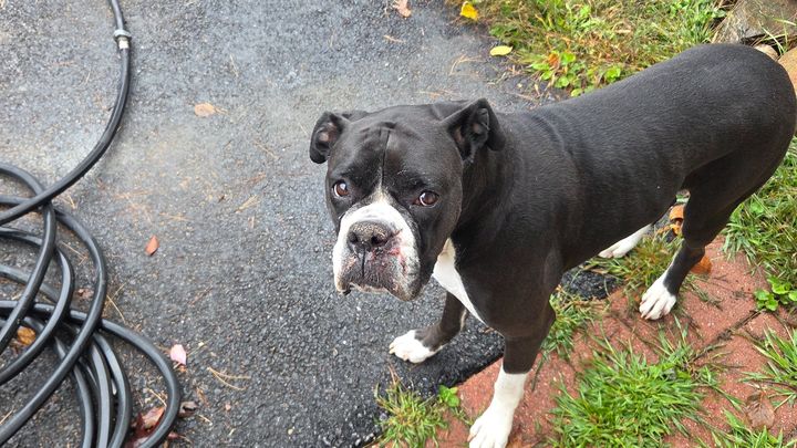 Luna's Surgery to Help Her Breathe campaign photo, 1 of 3