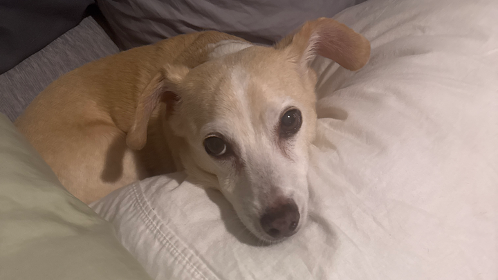 Help Weepo Walk Again: Urgent Vet Care Needed campaign photo, 1 of 3