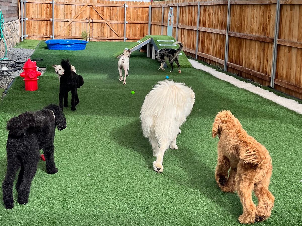Support a Yard Upgrade for all the Good Dogs! campaign photo, 1 of 8