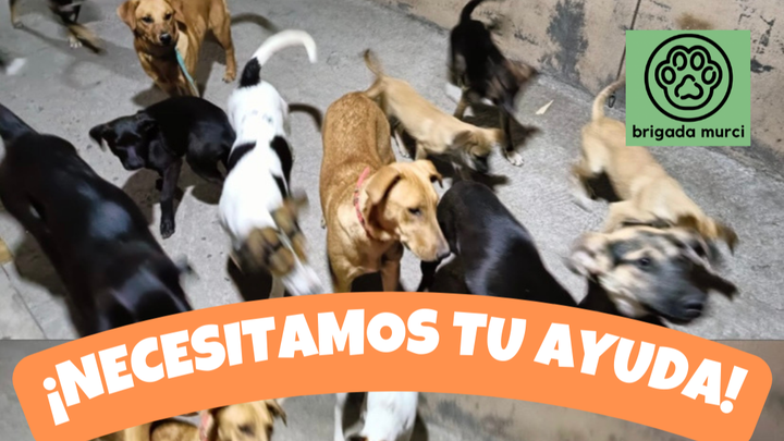 Kampagnen-Foto für Construir un refugio de animales., 1 von 3