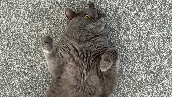Milo Needs Help