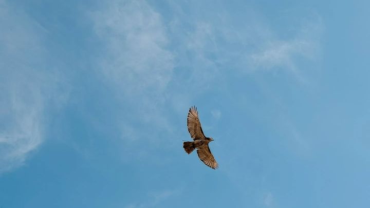 Help for a falconer and family in need campaign photo, 1 of 4