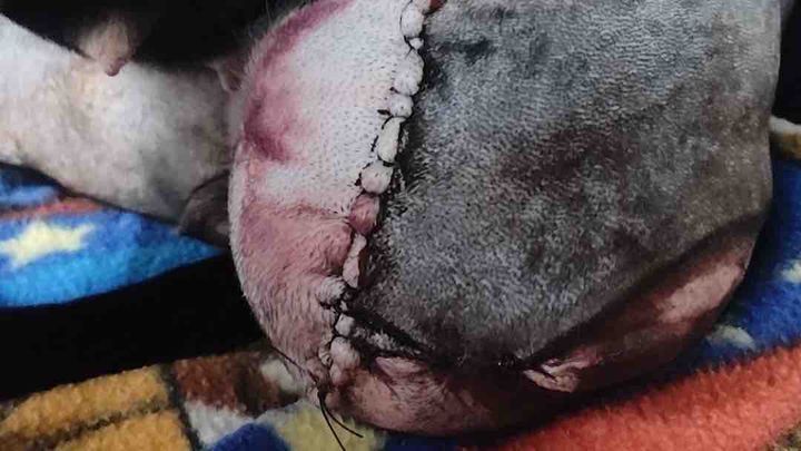 Donate to Save Xena: A Beloved Pet's Recovery campaign photo, 1 of 7
