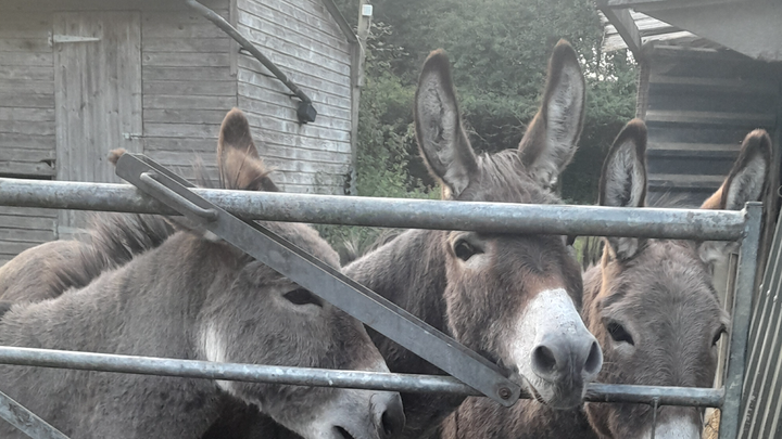 Help for rescued ponies and donkeys campaign photo, 1 of 5