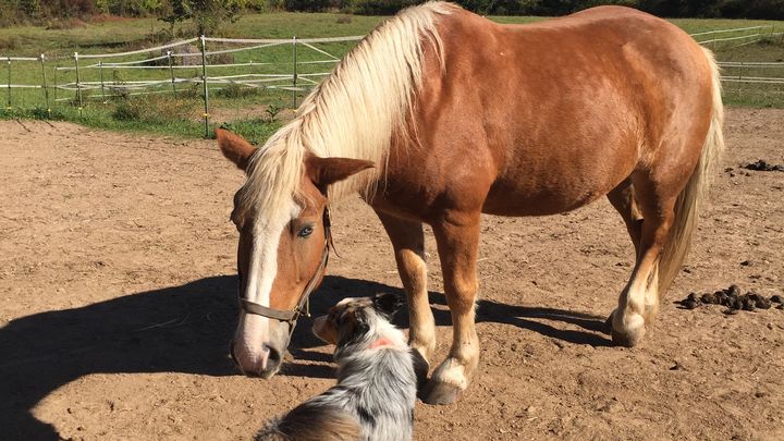 Help Eclipse and Chloe Reach Their Forever Home campaign photo, 1 of 7