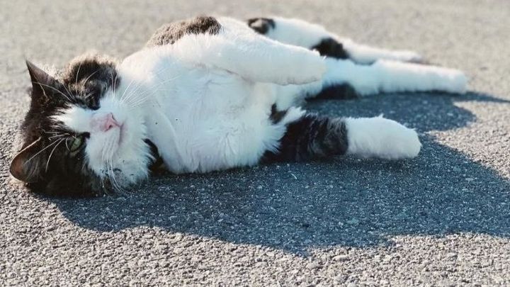 Citabria's Emergency Vet Bills After Critical Illness campaign photo, 1 of 7