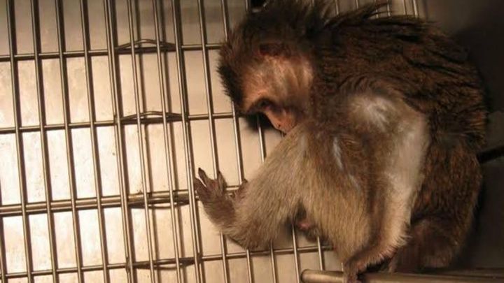Together We Can Save More Animals