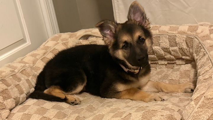 Winnie Is Fighting Through Critical Vet Care campaign photo, 1 of 7