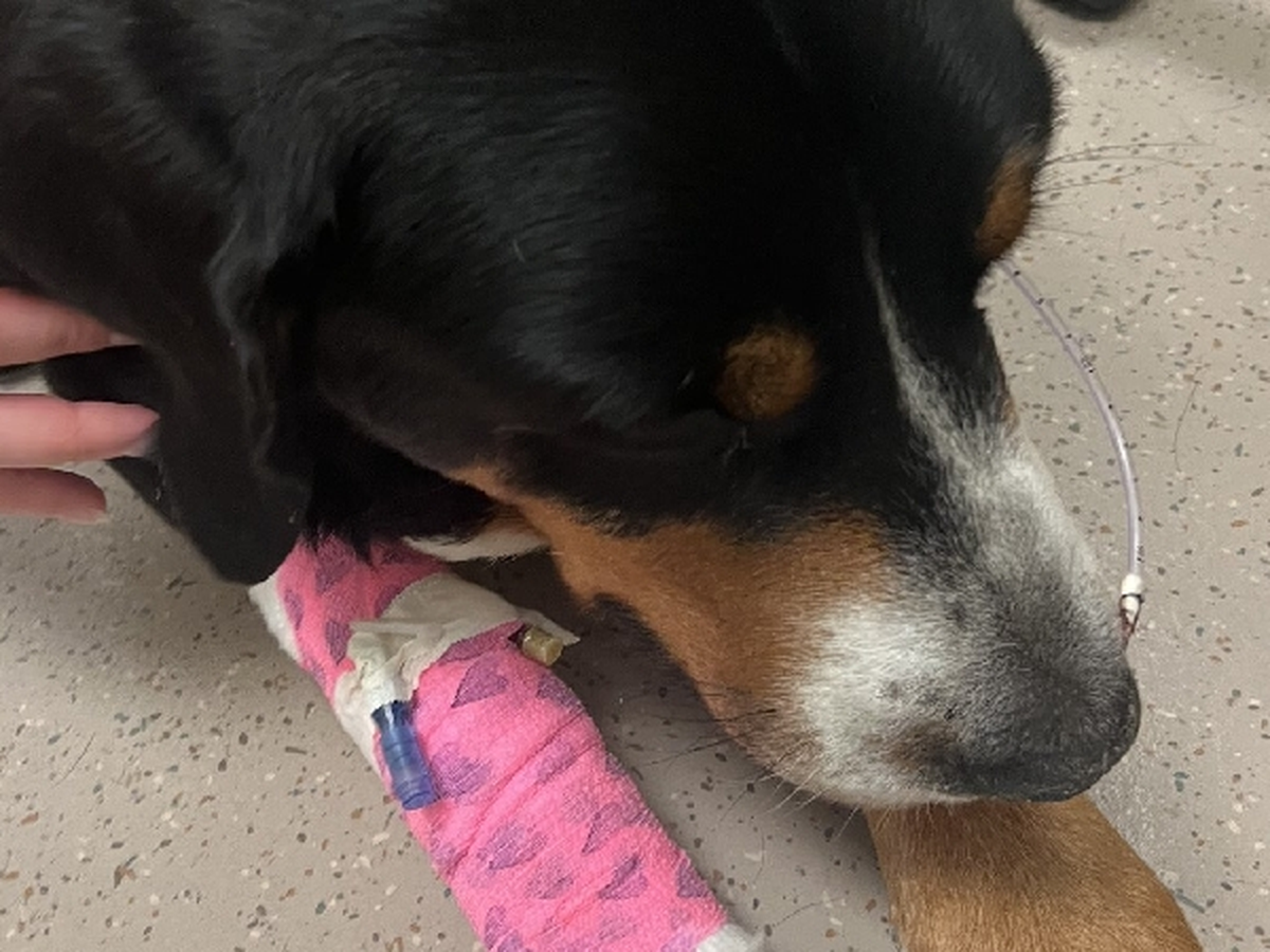 Support Winston's lifesaving care and treatment campaign photo, 1 of 8