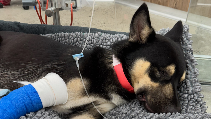 Doobie's Recovery campaign photo, 1 of 5