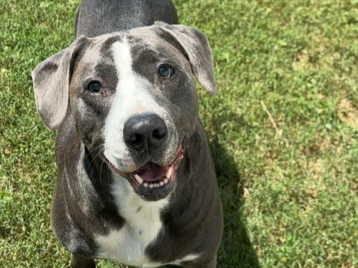 Save Nova: A Family's Plea for Help campaign photo, 1 of 8