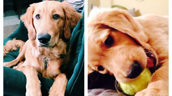 Main fundraiser photo