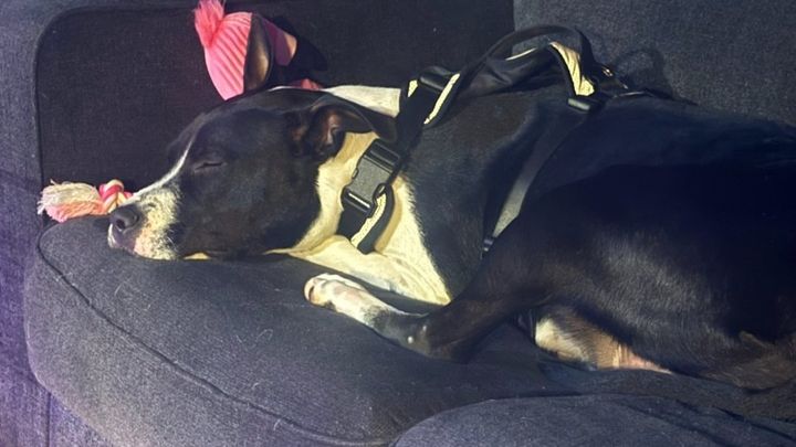 Help Us Help Minnie Have The Best Life campaign photo, 1 of 8