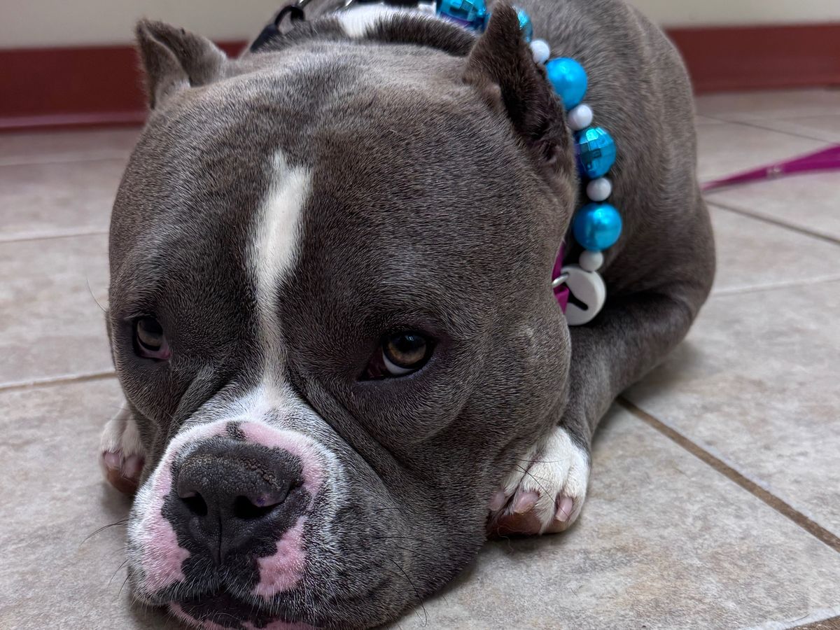 Help Betty Get the Surgery She Deserves campaign photo, 1 of 7