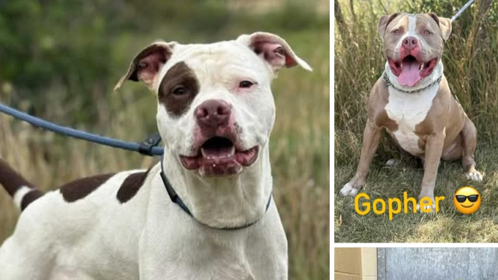 Help save these dogs lives from a death sentence campaign photo, 1 of 7