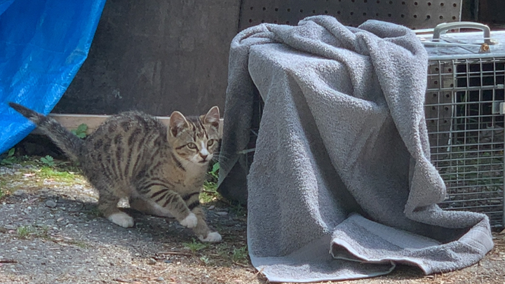 Urgent: Support TNR for 8 Feral Cats campaign photo, 1 of 4