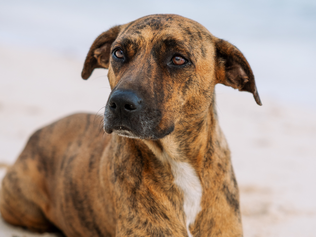 Fundraiser by Kimberly Callaway : Hope for Brenda & Grand ...