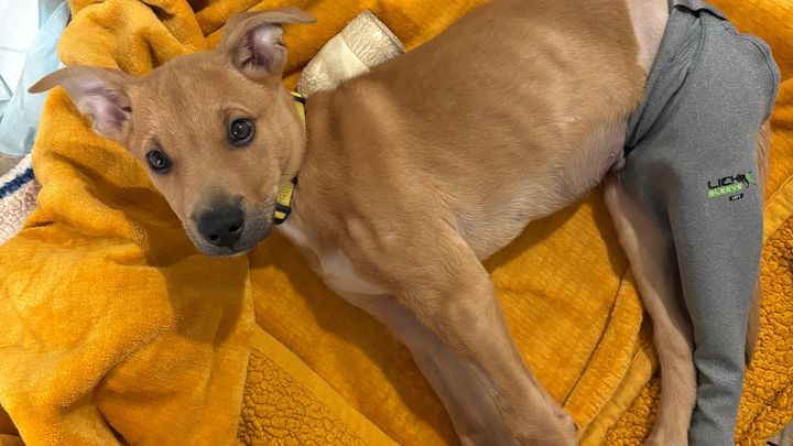 Help 3 month old Max. Emergency Femur surgery for foster pup campaign photo, 1 of 10