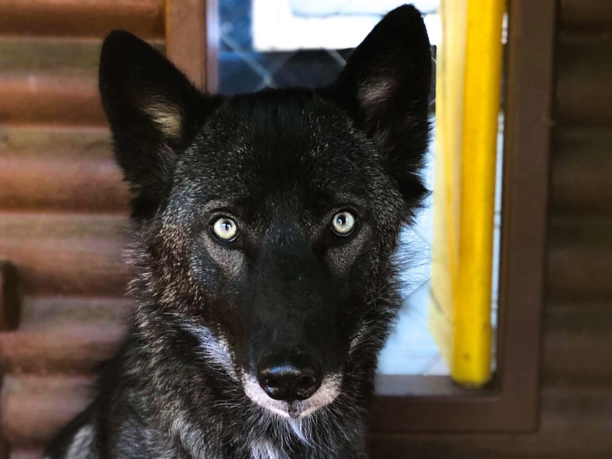 Fundraiser by Ashley Lynne : Help Save Cash The Wolfdog, image size:1200x900