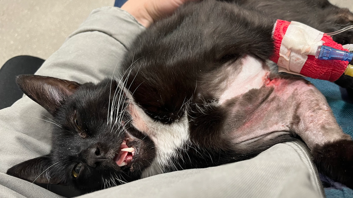 Help Mr. Wizard Heal After Dog Attack campaign photo, 1 of 3