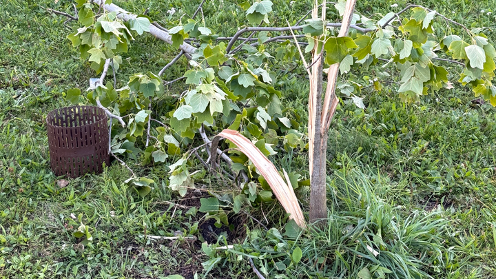 Hauptbild des Spendenaufrufs