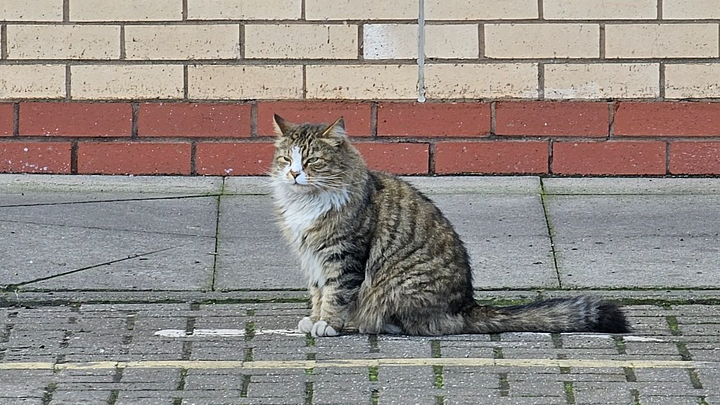 Help us raise funds for Sunderland depot cat Dave campaign photo, 1 of 3