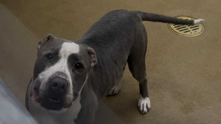 Help Winston Get to His New Home in Colorado campaign photo, 1 of 3