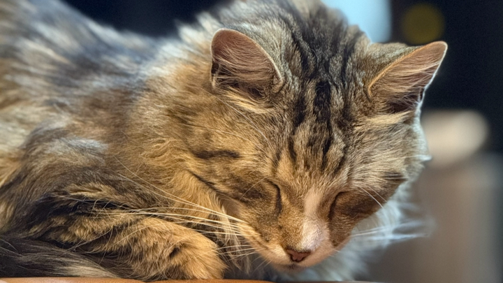 Give Barin a Second Chance at Life campaign photo, 1 of 8