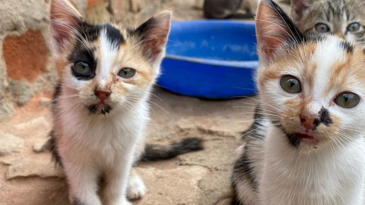 Help The Cat House Uganda Stay Afloat! campaign photo, 1 of 3