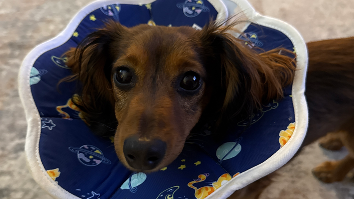 Support Winnie's Emergency Vet Care campaign photo, 1 of 3