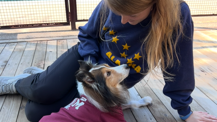 Help Save Sterling - Jessie's Silver Lining campaign photo, 1 of 8