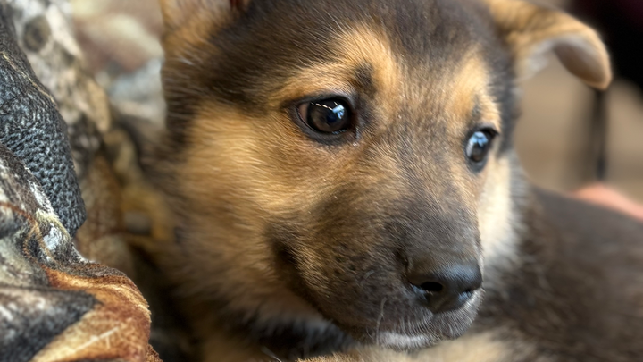 Desperate Help Needed For Vet Care campaign photo, 1 of 8