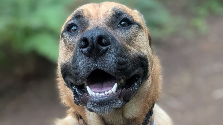Help Duke Run Again: Surgery Fundraiser campaign photo, 1 of 8