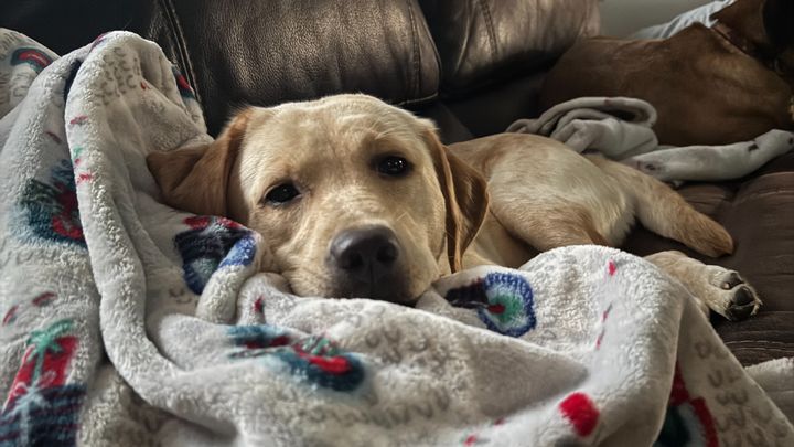 Help Rose live a puppy life: Surgery for Our Puppy campaign photo, 1 of 3