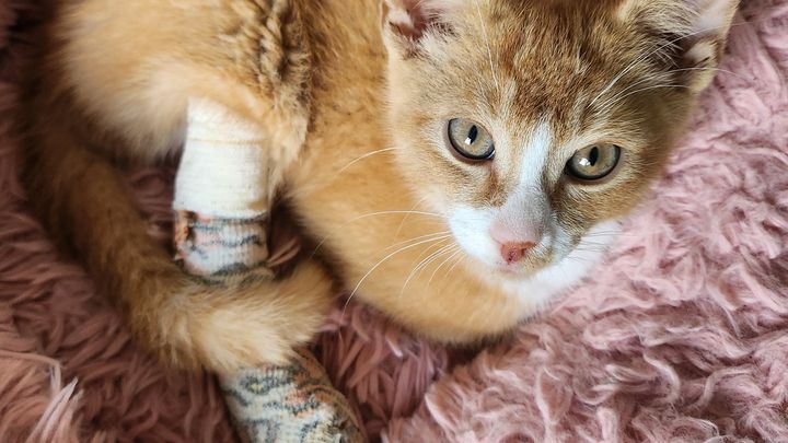 Main fundraiser photo