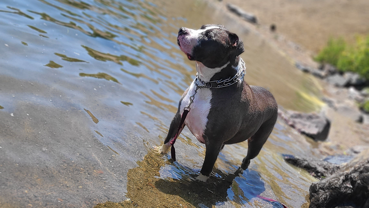 Kevlar needs big surgery and mama needs help. campaign photo, 1 of 3